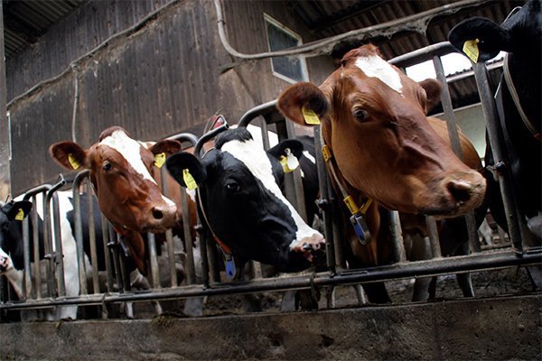 Alimentación Animal en Dumbría